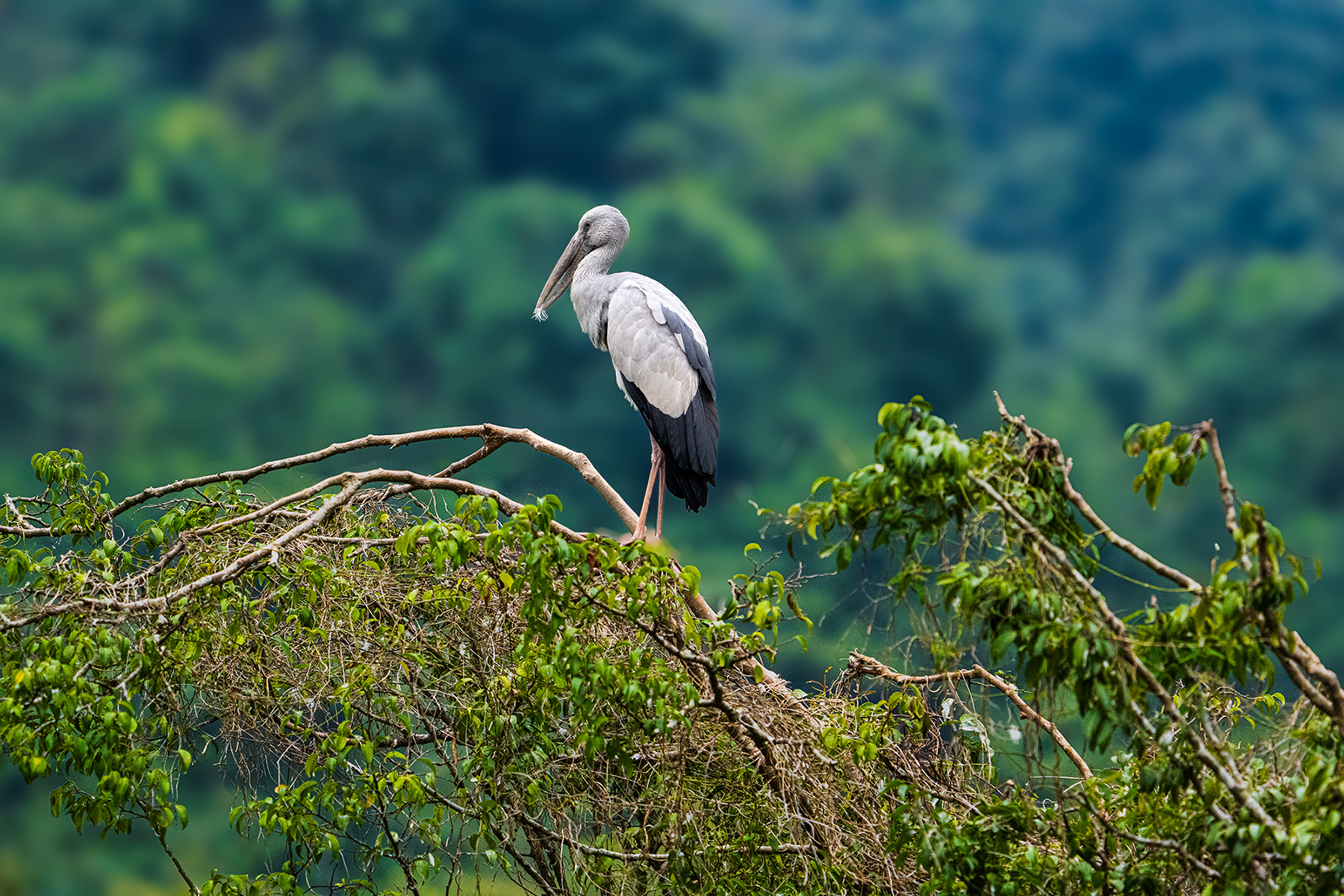 Cò tại thung nham